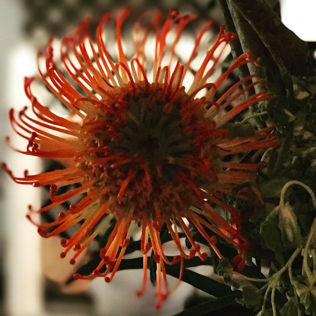 Pincushion Protea – iPhone 7 depth effect