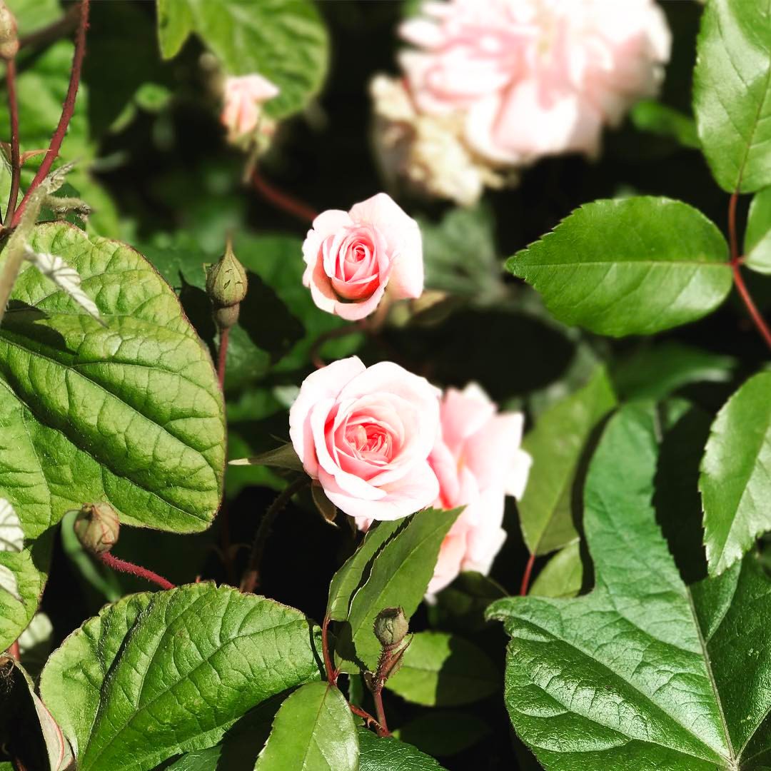 Pink Roses