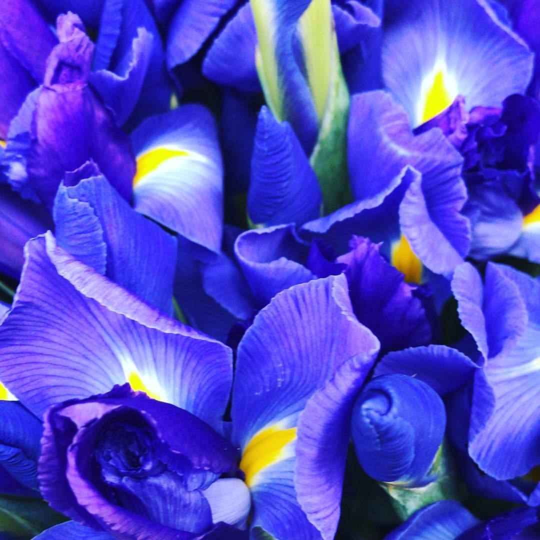 Irises