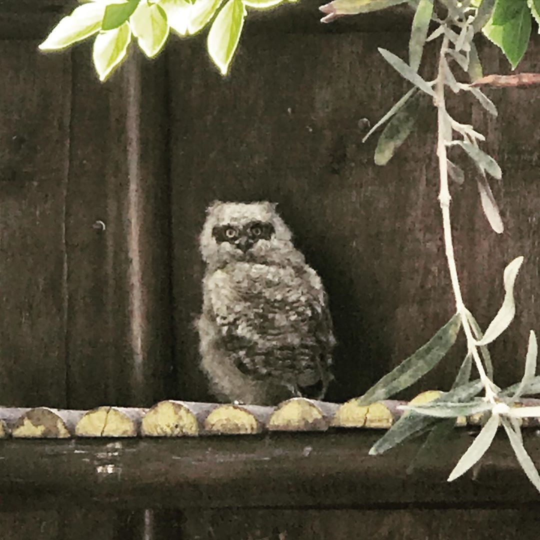 Baby Owl