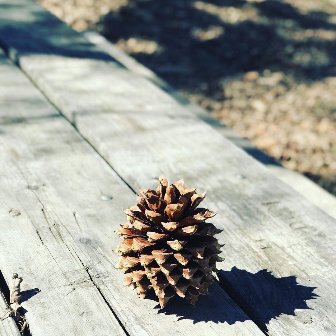 Pine Cone