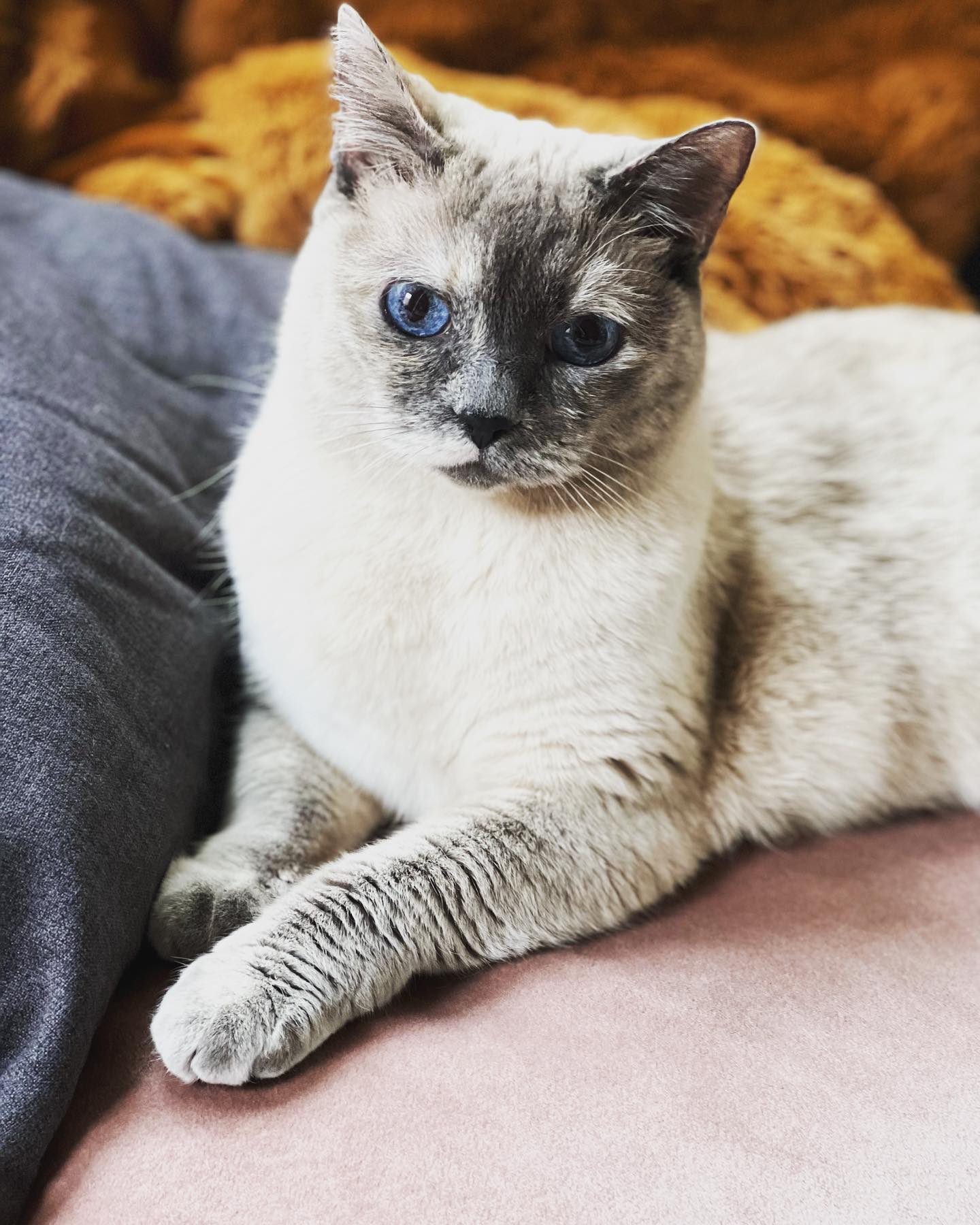 Guess who is cat sitting this adorable sweetie for three weeks.  She made herself quite at home instantly. #elegance #siamese #kittysitting