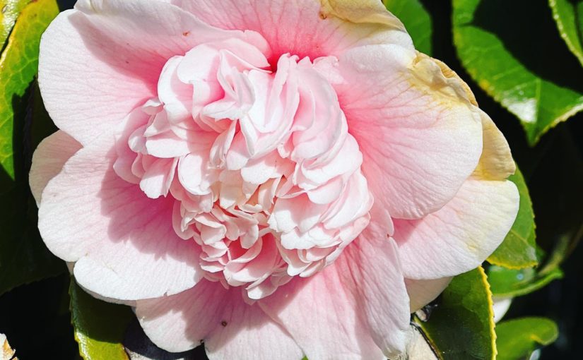 Pictures from my January adventures!  Camellia seen on Alameda @loveourisland yesterday.   Tide coming up over the Embarcadero last weekend for #kingtide at a talk by @kqed My granny turned 100! Sad I couldn’t be there. But wow! A hundred #100yearoldgranny My bff came to visit and we did silly things @gregoryadamson Cable car early in the morning going down Powell Street. #sf #cablecarWeird graffiti I saw in the Mission #graffiti And a lovely bouquet by @nineswordsdesign seen in a bakery. #bouquetAnd finally me hugging a rabbit 🐇 at @unionsquaresf for Chinese New Year 🧧