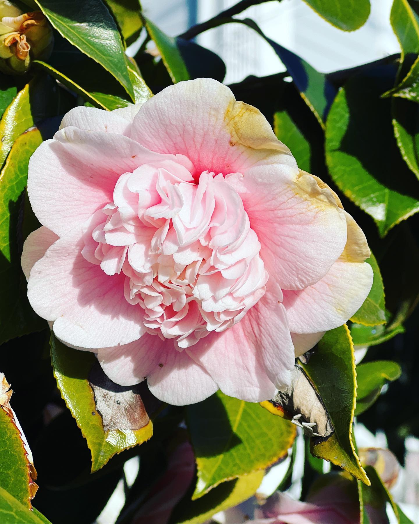Pictures from my January adventures!  Camellia seen on Alameda @loveourisland yesterday.   Tide coming up over the Embarcadero last weekend for #kingtide at a talk by @kqed My granny turned 100! Sad I couldn’t be there. But wow! A hundred #100yearoldgranny My bff came to visit and we did silly things @gregoryadamson Cable car early in the morning going down Powell Street. #sf #cablecarWeird graffiti I saw in the Mission #graffiti And a lovely bouquet by @nineswordsdesign seen in a bakery. #bouquetAnd finally me hugging a rabbit 🐇 at @unionsquaresf for Chinese New Year 🧧