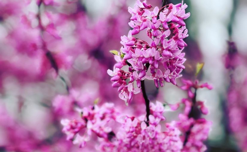 It is spring in #atlanta. So pretty and my redbud tree is flowering. #spring#thepollening